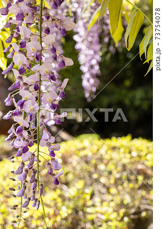 緑の森を背景に棚から吊り下がる藤の花 73754078