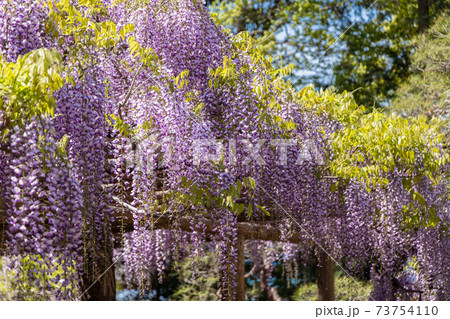 藤だなを背景に吊り下がる藤の花 73754110