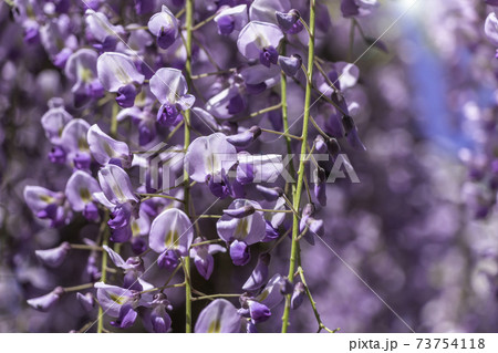 藤だなを背景に吊り下がる藤の花 藤だなを背景に吊り下がる藤の花 73754118
