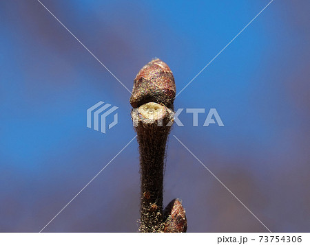 アキニレの冬芽と葉痕(葉の枯れ落ちたあと) 葉痕は愛嬌のある顔立ち アキニレの冬芽と葉痕(葉の枯れ落ちたあと) 葉痕は愛嬌のある顔立ち 73754306