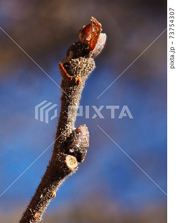 アキニレの冬芽と葉痕（葉の枯れ落ちたあと）　葉痕は愛嬌のある顔立ち 73754307