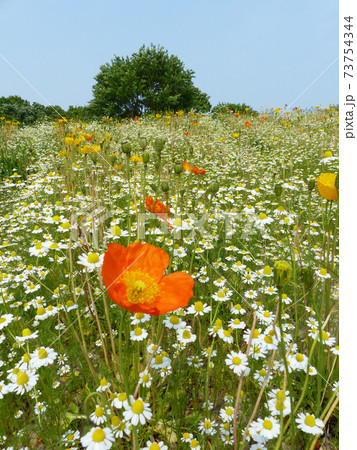 万博記念公園花の丘のシャーレーポピー 万博記念公園花の丘のシャーレーポピー 73754344