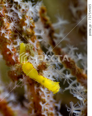 ポリプの開いたウミウチワを這うヤマブキウミウシ (メルギー諸島、ミャンマー) ポリプの開いたウミウチワを這うヤマブキウミウシ (メルギー諸島、ミャンマー) 73754405
