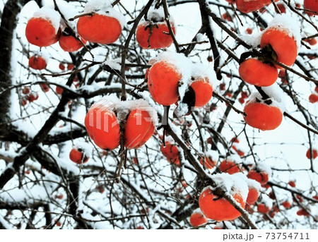 冬の柿　 73754711