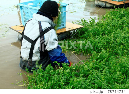 せりの栽培 の写真素材