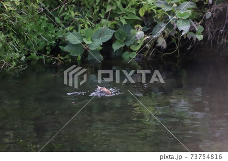 水に潜ろうとするカイツブリ 73754816