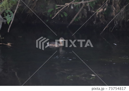 川に浮かぶカイツブリ 73754817