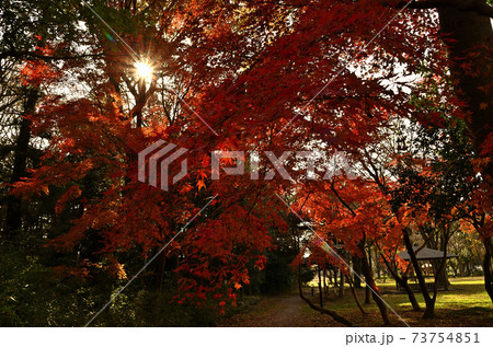 パワースポット 埼玉県行田市前玉神社の鎮守の森の写真素材