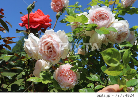 イングリッシュローズ初心者に最適、アンブリッジ・ローズ　Ambridge Rose 73754924