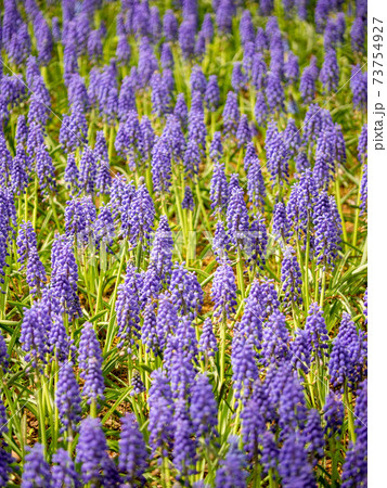 晴れの日の一面のムスカリ 73754927