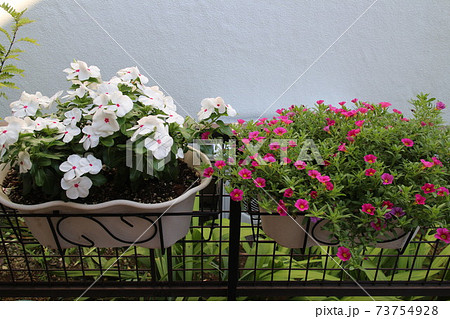 玄関周りの夏花 玄関周りの夏花 73754928