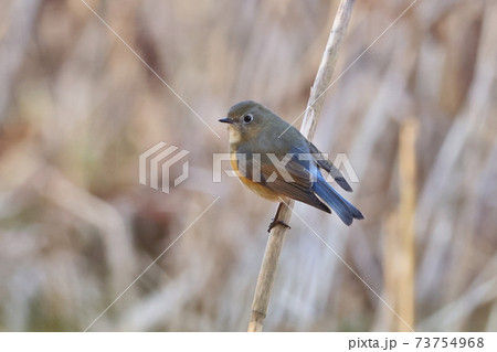 ルリビタキ雄若鳥 ルリビタキ雄若鳥 73754968