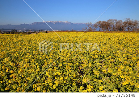 なぎさ公園の菜の花と比良山系 滋賀県守山市 の写真素材