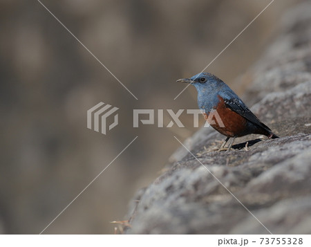 イソヒヨドリの雄 73755328