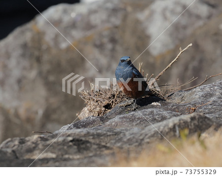 イソヒヨドリの雄 73755329