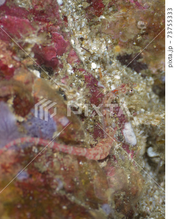 岩を這うヨウジウオの仲間 (メルギー諸島、ミャンマー) 岩を這うヨウジウオの仲間 (メルギー諸島、ミャンマー) 73755333