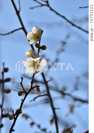 冬に咲く梅の花 冬に咲く梅の花 73755521