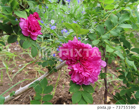 満月を過ぎたバラ、イザヨイバラ 十六夜ばら Rosa roxburghii 満月を過ぎたバラ、イザヨイバラ 十六夜ばら Rosa roxburghii 73755590