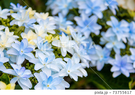 紫陽花 ダンスパーティー 青 の写真素材