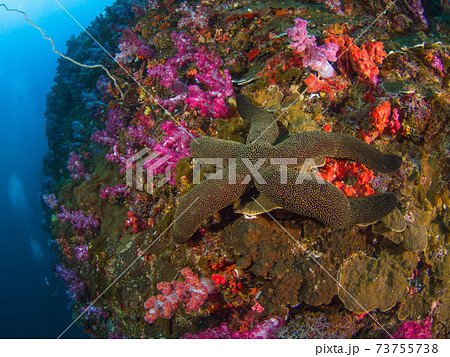 珊瑚に覆われた岩に張り付くフトトゲヒトデの仲間 メルギー諸島 ミャンマー の写真素材