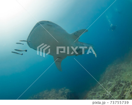 珊瑚礁を泳ぐジンベエザメの若魚 (メルギー諸島、ミャンマー) 珊瑚礁を泳ぐジンベエザメの若魚 (メルギー諸島、ミャンマー) 73755739