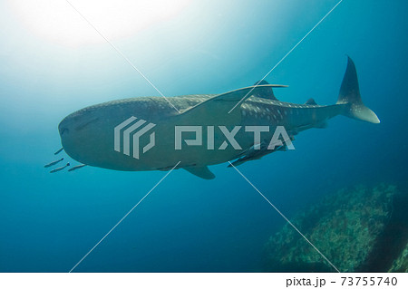珊瑚礁を泳ぐジンベエザメの若魚 (メルギー諸島、ミャンマー) 珊瑚礁を泳ぐジンベエザメの若魚 (メルギー諸島、ミャンマー) 73755740