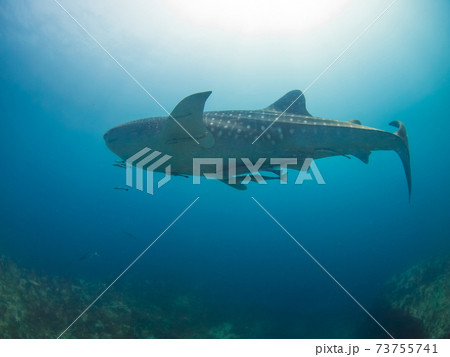 珊瑚礁を泳ぐジンベエザメの若魚 (メルギー諸島、ミャンマー) 珊瑚礁を泳ぐジンベエザメの若魚 (メルギー諸島、ミャンマー) 73755741