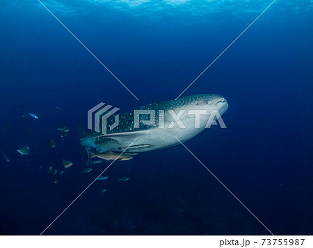 澄んだ青い海を泳ぐジンベエザメの若魚 (ボン島、シミラン海洋国立公園、タイ王国) 73755987