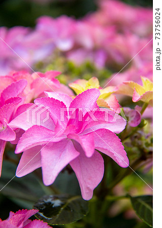 紫陽花 ダンスパーティー ピンク の写真素材