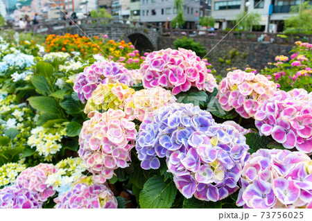 紫陽花と眼鏡橋 長崎 紫陽花まつり の写真素材