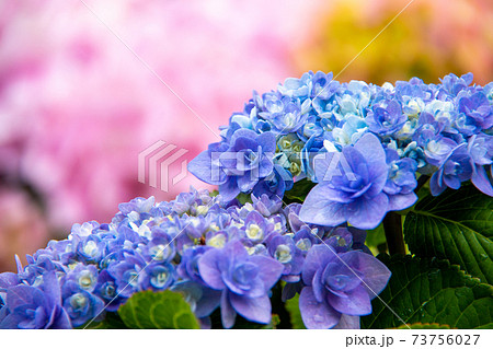 雨上がりの紫陽花 青 八重咲き の写真素材