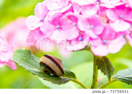 紫陽花の影のカタツムリ 73756031