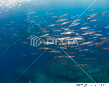 ブラックフィンバラクーダの群れ (タチャイ島、シミラン海洋国立公園、タイ王国) 73756147