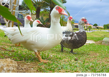 こちらを見て駆け寄ってくるかわいいバリケン達 73756788