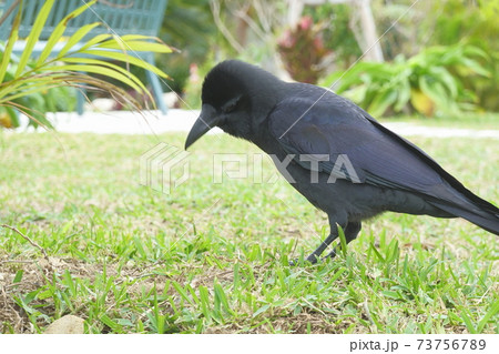 頭がもふもふのかわいいカラス 73756789