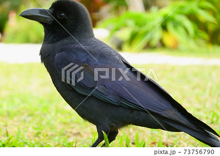 頭がもふもふのかわいいカラス 73756790