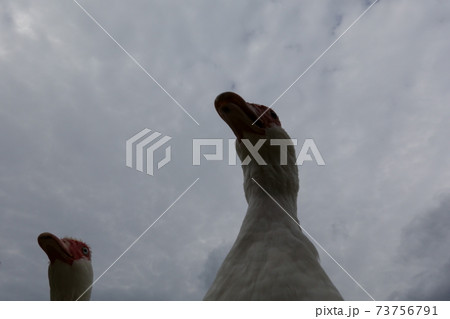 下から見たバリケン 73756791