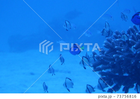 サンゴの周りを泳ぐナンヨウハギと小魚 サンゴの周りを泳ぐナンヨウハギと小魚 73756816