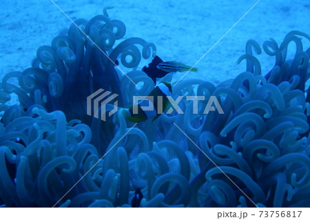 イソギンチャクの周りで群れるカクレクマノミと黒い小魚たち 73756817