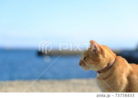 猫島の海を見つめる猫の写真素材