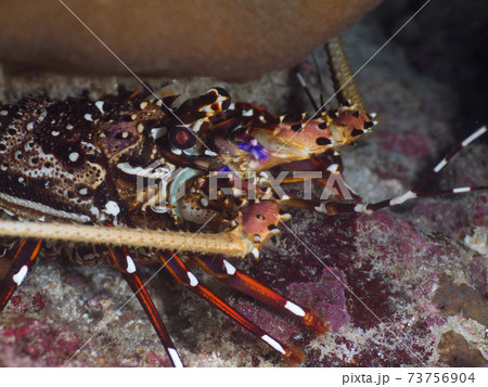 カノコイセエビ シミラン諸島 タイ王国 の写真素材