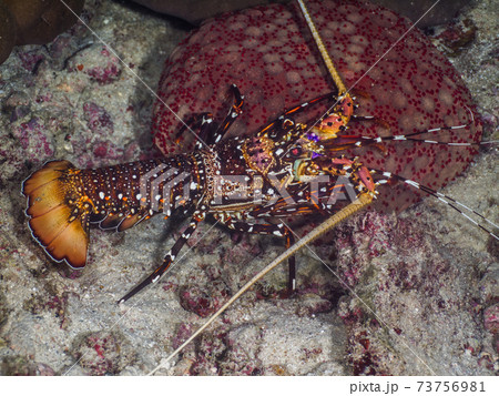 カノコイセエビとマンジュウヒトデ シミラン諸島 タイ王国の写真素材