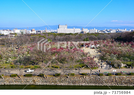 大阪城公園 梅林の写真素材