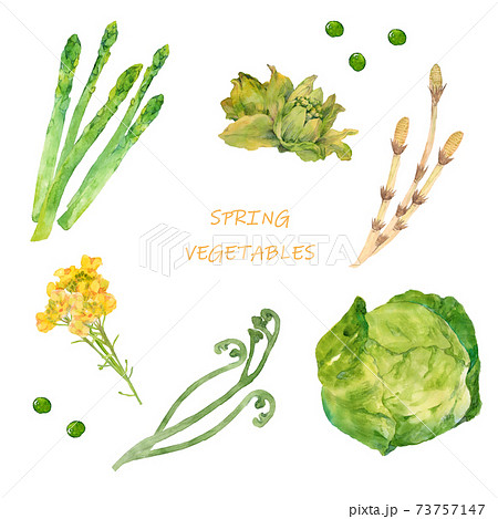 春野菜の水彩イラストセットのイラスト素材