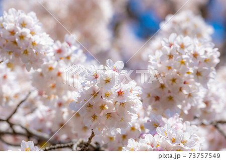 東北の桜の名所 一目千本桜と青空 宮城県 の写真素材