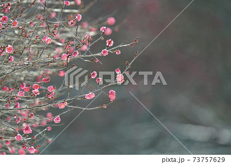 ポカポカ陽気から一転、大寒波襲来で咲き始めた梅の花がモノクロの世界に可愛いピンク色を散らす ポカポカ陽気から一転、大寒波襲来で咲き始めた梅の花がモノクロの世界に可愛いピンク色を散らす 73757629
