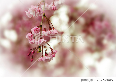 ピンクのしだれ桜とコピースペース 73757685