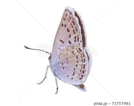 翅を閉じているヤマトシジミ 翅を閉じているヤマトシジミ 73757991