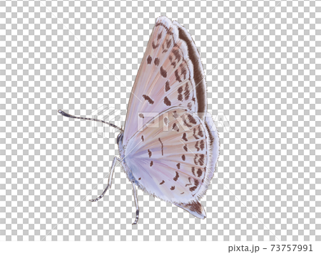 翅を閉じているヤマトシジミ 翅を閉じているヤマトシジミ 73757991