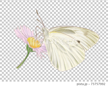 ハルジオンの蜜を吸うモンシロチョウ 73757992